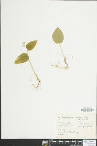 Maianthemum canadense image