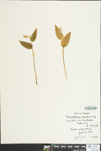 Maianthemum canadense image