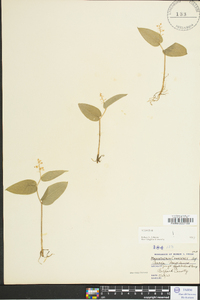 Maianthemum canadense image