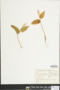 Maianthemum canadense image