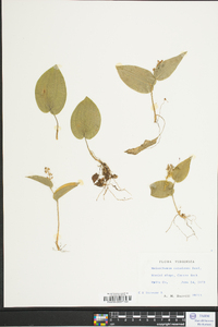 Maianthemum canadense image