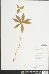 Medeola virginiana image