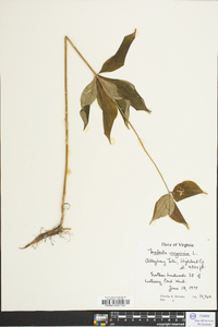 Medeola virginiana image