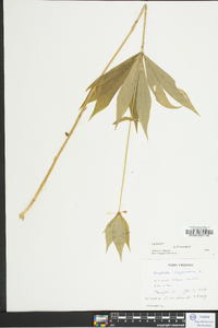 Medeola virginiana image