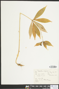 Medeola virginiana image