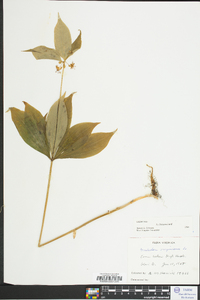 Medeola virginiana image