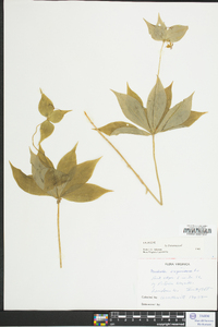 Medeola virginiana image