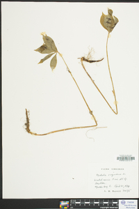 Medeola virginiana image