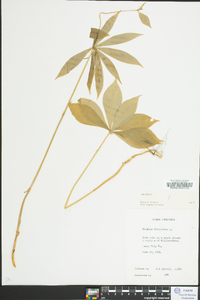 Medeola virginiana image