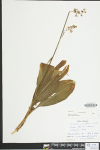 Veratrum parviflorum image