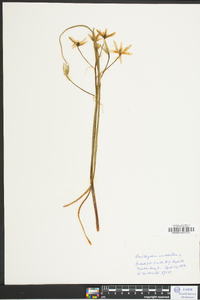 Ornithogalum umbellatum image