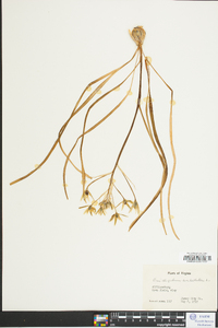 Ornithogalum umbellatum image