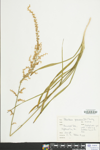 Stenanthium gramineum image