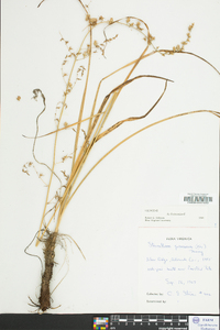 Stenanthium gramineum image