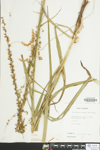 Stenanthium gramineum image