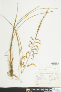 Stenanthium gramineum image