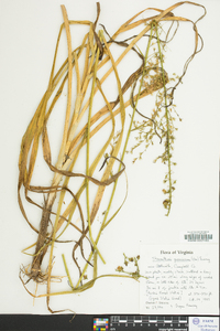 Stenanthium gramineum image