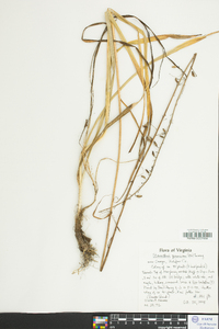 Stenanthium gramineum image