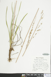 Stenanthium gramineum image