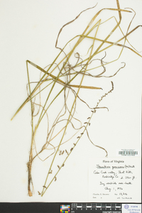 Stenanthium gramineum image