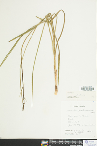 Stenanthium gramineum image