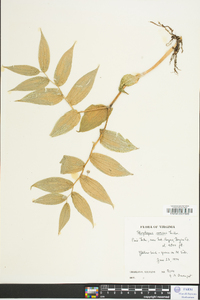 Streptopus roseus image