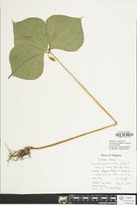 Trillium cernuum image