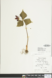 Trillium erectum image