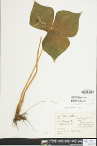 Trillium erectum image