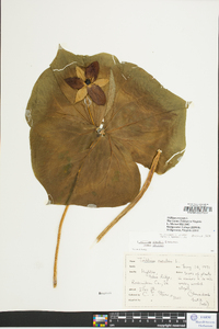 Trillium erectum image