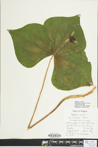 Trillium erectum image