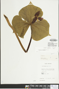 Trillium erectum image