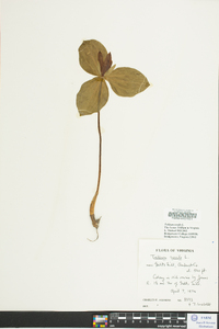 Trillium sessile image