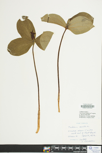 Trillium sessile image