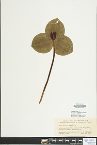 Trillium sessile image