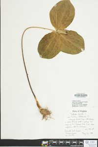 Trillium sessile image