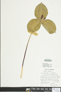 Trillium sessile image