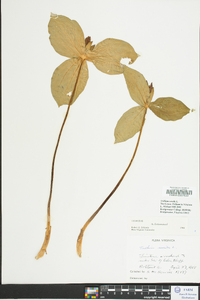 Trillium sessile image