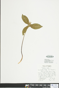 Trillium sessile image