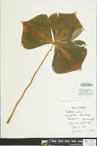 Trillium sulcatum image