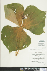Trillium sulcatum image