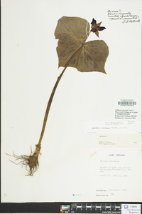 Trillium sulcatum image