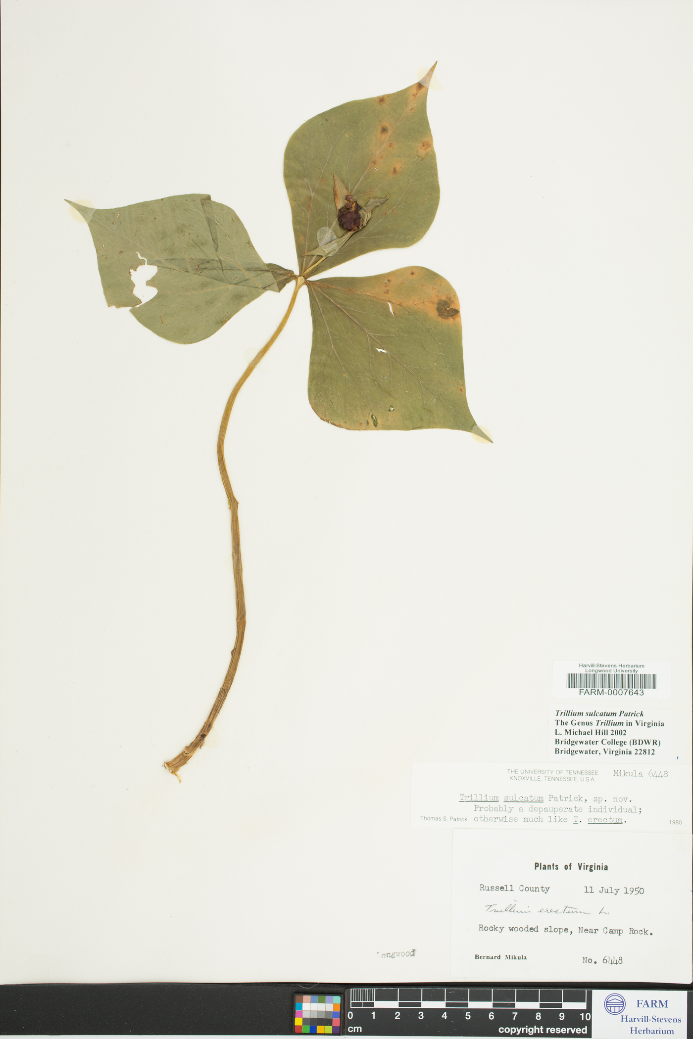 Trillium sulcatum image