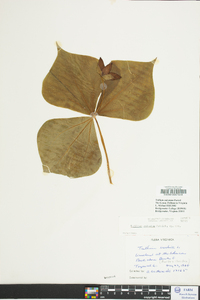 Trillium sulcatum image