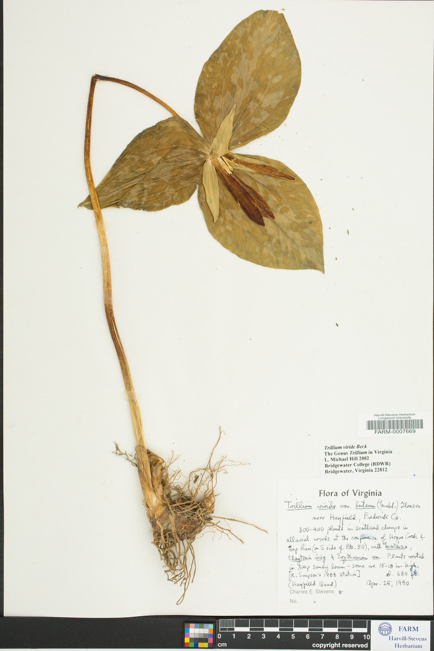 Trillium viride image