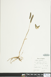 Uvularia perfoliata image