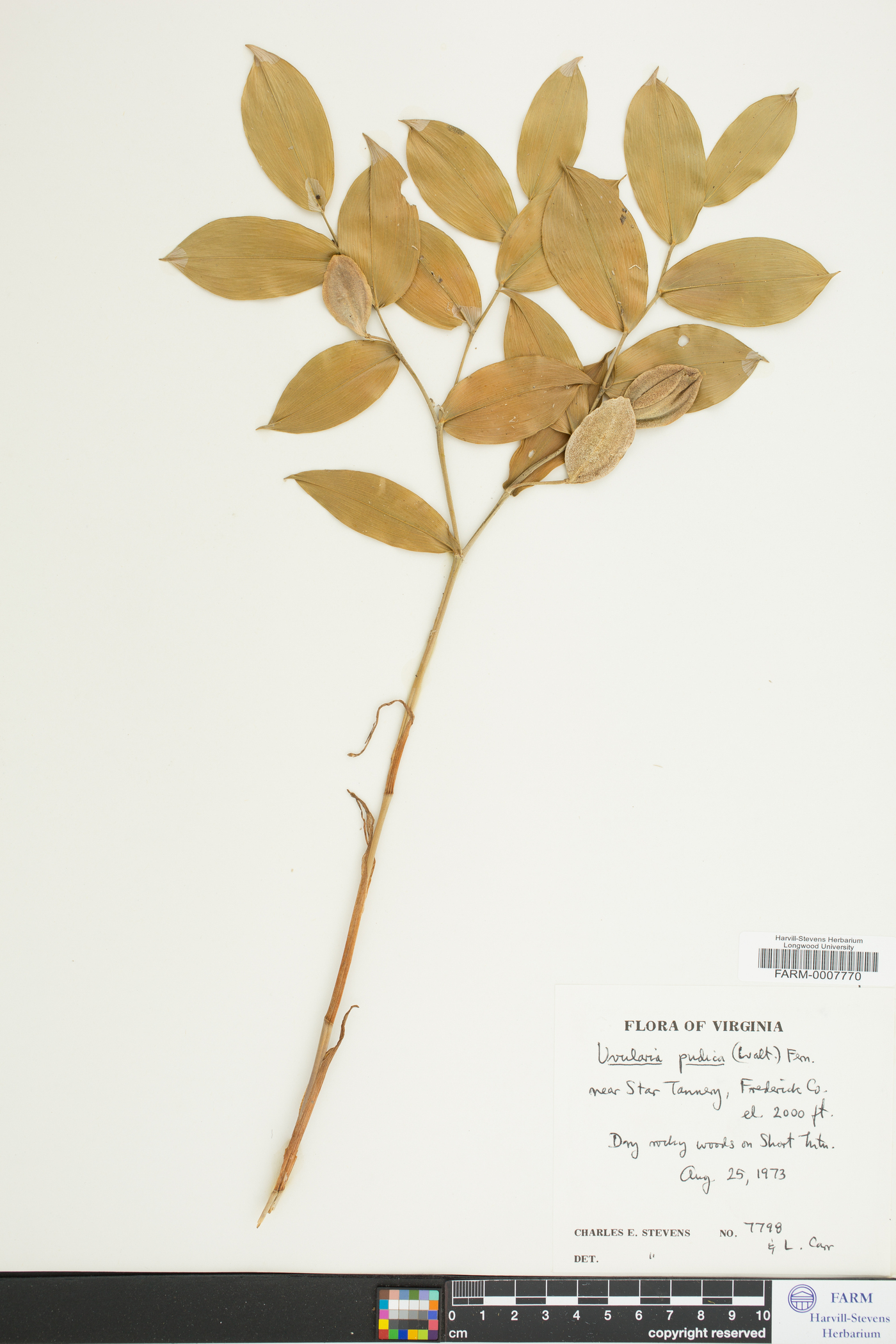 Uvularia pudica image