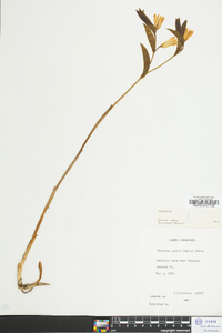 Uvularia pudica image