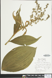 Veratrum viride image