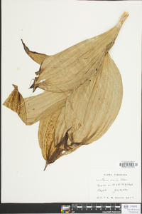 Veratrum viride image